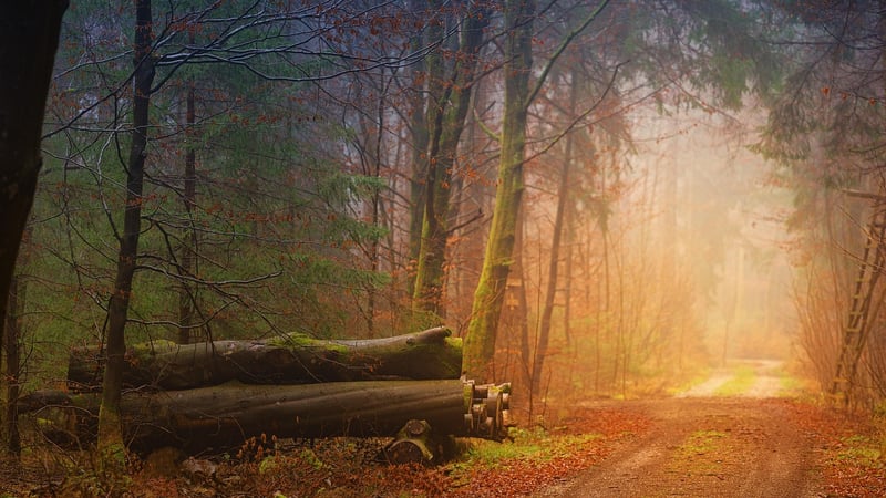 Enchanted Forest, Germany